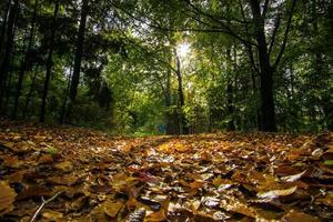 Leaves on ground  photo