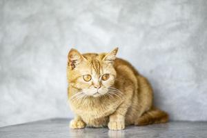 Cerrar foto de gato atigrado naranja