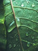 hoja verde con gotas de agua foto