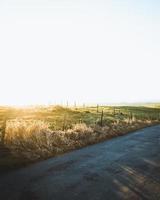 Green grass field photo