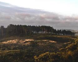 Tall green trees photo