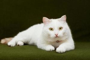 White cat lying on green blanket