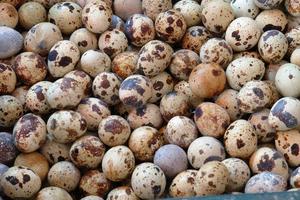 quail eggs, photo