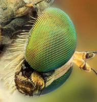 retrato extremo de abeja metálica foto