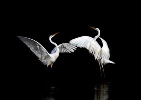 Great Egret (Dance)
