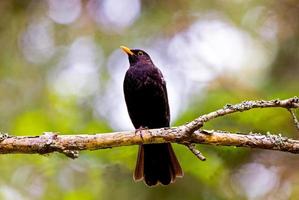 Common Blackbird photo