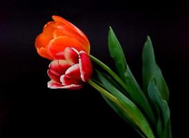 Scarlet and Orange Tulips