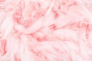 Pink feather background photo