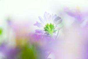 Close up of light purple daisy in soft style photo