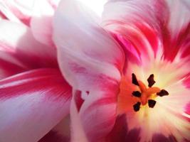 beautiful pink tulip photo