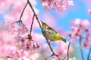 Bird on Cherry Blossom and sakura (white-eye Bird) photo