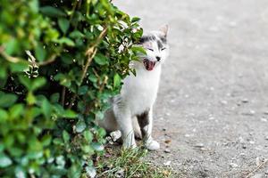 funny cat yawning mouth full photo