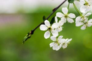 Primer plano de flor de cerezo sobre fondo natural foto