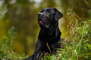 Wet labrador lies and looks into the distance photo
