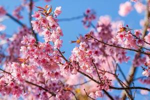 flores de sakura floreciendo