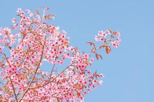 flores de cerezo de primavera