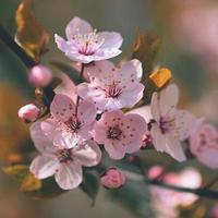 hermosa flor de cerezo japonés sakura. foto