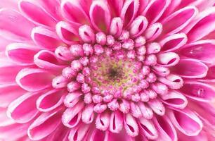 Closeup of Beautiful Pink Chrysanthemum Flower. photo