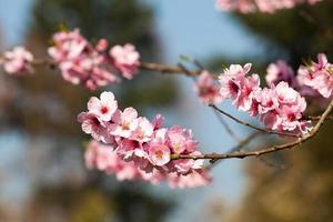 Cherry blossom, sakura flowers photo