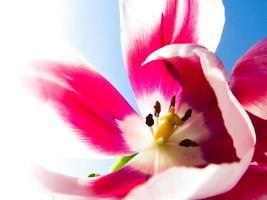 corazón de tulipán foto