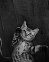 Cat Eye Black&White Portrait
