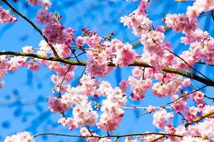 flores de sakura en flor. hermosa flor de cerezo rosa