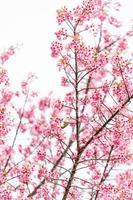 Bird on Cherry Blossom and sakura