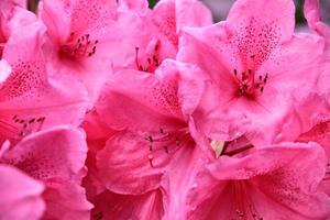 Pink Rhododendron bush