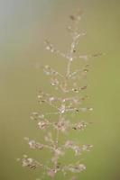 Structures of flowering grass soft blur photo