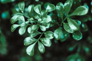 gotas de rocío sobre hojas verdes