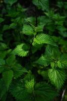 Green nettles in the woods photo
