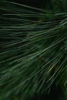 Green pine leaves photo
