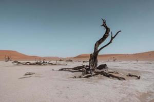 Bare tree in the middle of desert
