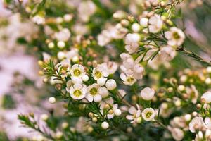 Flor de cera blanca en fondo natural