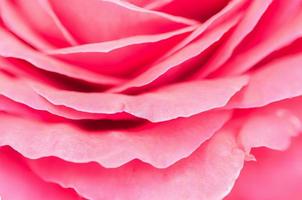 Pink rose petal,nature abstract concept. photo