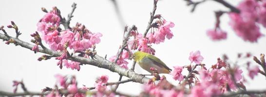pájaro de ojos blancos en flor de cerezo y sakura