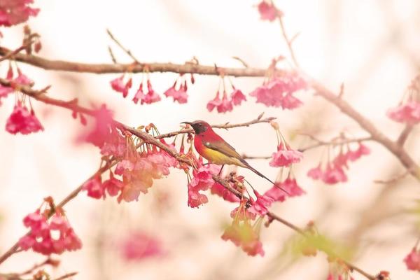 Cherry Blossom Bird Stock Photos, Images and Backgrounds for Free Download