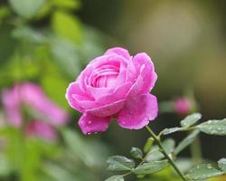 Pink Rose Blooming