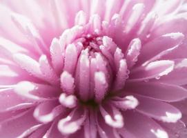 chrysanthemum photo