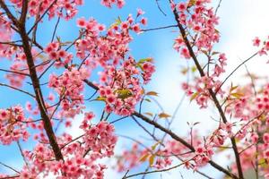 pájaro en flor de cerezo y sakura foto