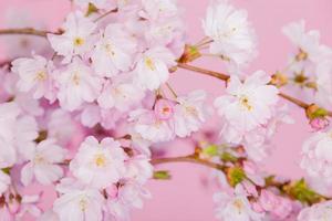 Cherry blossom on pink background photo