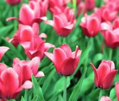 tulipán rojo en primavera