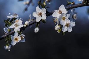 Blossom in april photo