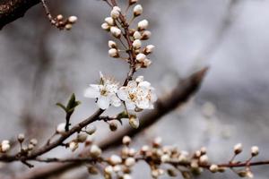 flor de frutas, primavera foto