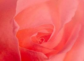Soft background of rose