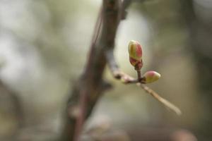Buds of maple photo