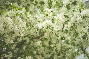 Tree brunch with white spring blossoms photo