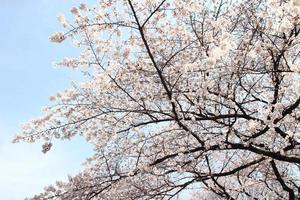 flor de cerezo - sakura