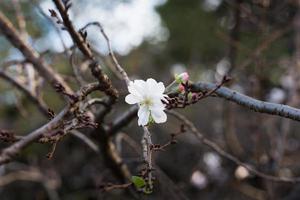 las últimas flores de cerezo de la temporada foto