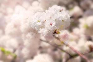 Abstract soft and blur spring white sakura photo
